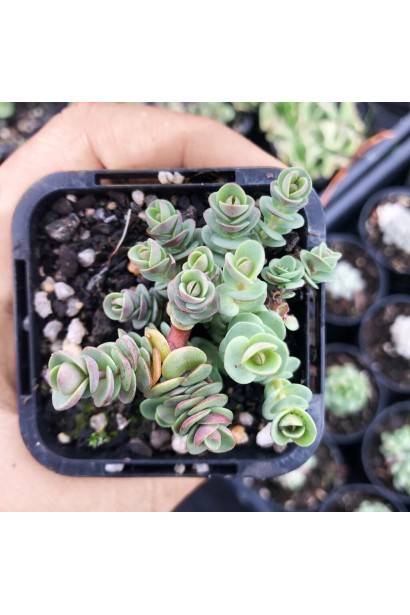 Сукулент Лайм Зінгер